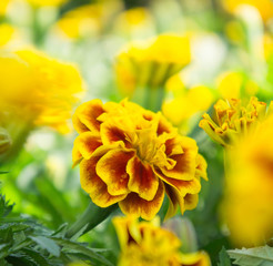 Marigold flowers in the garden select focus style