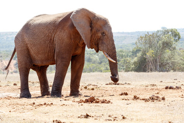 Fototapeta na wymiar Bush Elephant twisting his trunk