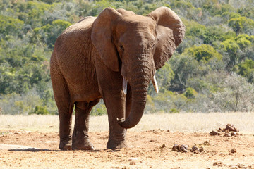 Fototapeta premium Bush Elephant with flap ears and crossed over legs
