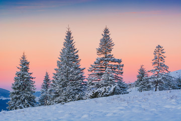 Fototapeta na wymiar Spruce trees, covered with fresh snow