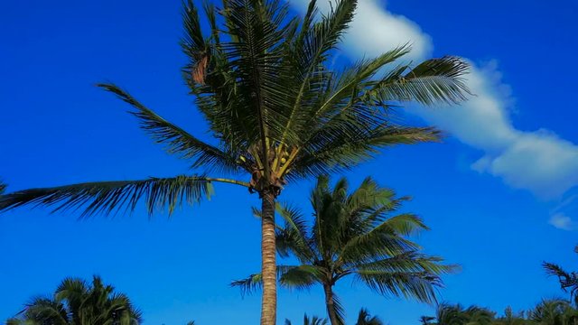 Stunning views of the palm-tree park. Crones of coconut palms against the blue sky. Panorama.