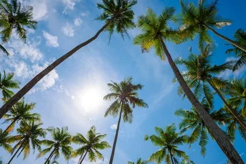 Crédence de cuisine en verre imprimé Palmier Palmiers tropicaux exotiques en été, vue de bas en haut vers le ciel aux beaux jours
