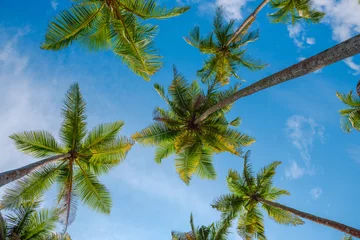 Exotische tropische Palmen im Sommer, Blick von unten bis zum Himmel an sonnigen Tagen © nevodka.com