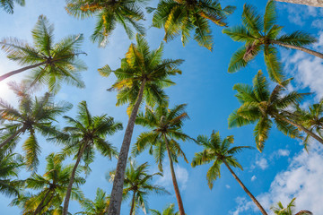 Naklejka na ściany i meble Exotic tropical palm trees at summer, view from bottom up to the sky at sunny day
