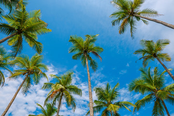Exotic tropical palm trees at summer, view from bottom up to the sky at sunny day