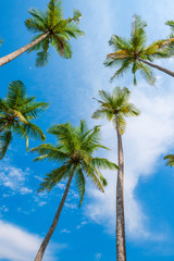 Obraz premium Exotic tropical palm trees at summer, view from bottom up to the sky at sunny day