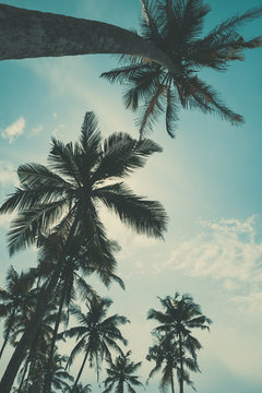 Palm trees view from the ground to the top, vintage toned and retro color stylized