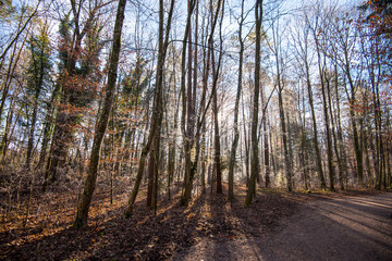 Fototapeta premium Wald im Herbst