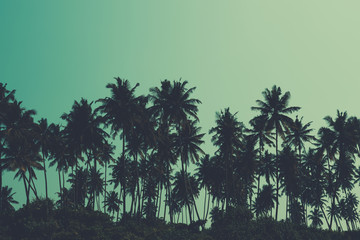 Fototapeta premium Palm trees on tropical beach, retro color stylized