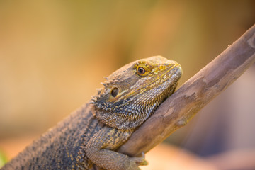Leguan