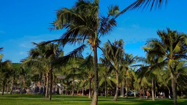 Stunning views of the palm-tree park. Crones of coconut palms against the blue sky. Panorama.