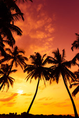 Tropical beach with palm trees silhouettes at vivid warm sunset time