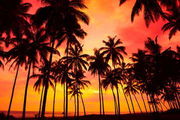 Fototapeta na wymiar Palm trees silhouettes on tropical beach at vivid sunset time