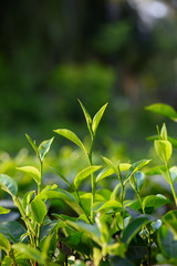 Fototapeta na wymiar Fresh young green tea leaf sprout on tea bush