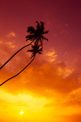 Tropical palm trees silhouettes over vivid sunset sky