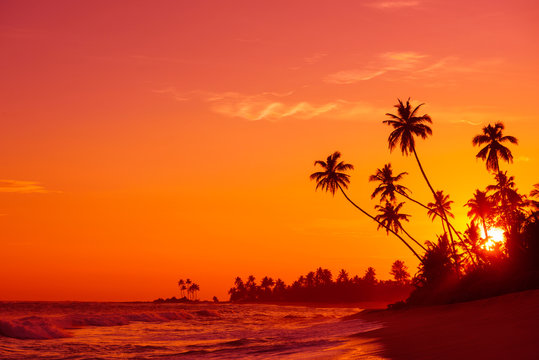 Warm vivid sunset on tropical ocean beach with palm tress silhouettes