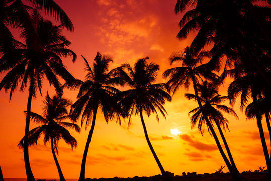 Tropical beach with palm tress silhouettes at vivid sunset