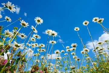 Foto op Plexiglas Madeliefjes Summer field with different grass and daisy flowers over blue sky. View above from the ground