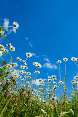 Summer field with different grass and daisy flowers over blue sky. View above from the ground