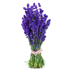 Lavender bunch tied with rope isolated on white background