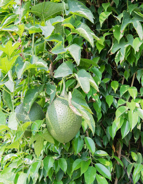 Durian Frucht w&auml;chst an einem Durianbaum in Hanoi, Vietnam 