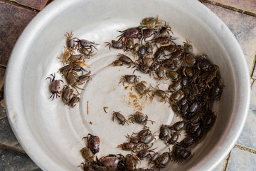 Steinkrebs im Roten Fluss bei Hanoi Vietnam gefangen 