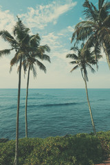 Palm trees on tropical beach, vintage toned and retro color stylized