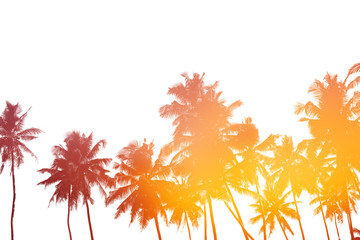 Palm trees silhouettes isolated on white with double exposure effect