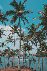 Palm trees on tropical beach, vintage toned and retro color stylized