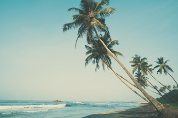 Tropical beach with palm trees, vintage color stylized