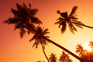 Palm trees silhouettes on tropical beach at summer warm vivid sunset time