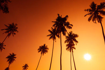 Obraz na płótnie Canvas Palm trees silhouettes on tropical beach at summer warm vivid sunset time