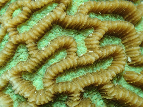  Brain or Maze Coral (Platygyra)