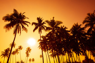 Obraz na płótnie Canvas Palm trees silhouettes on tropical beach at summer warm vivid sunset time