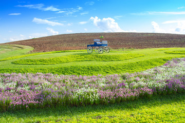 Fototapeta na wymiar Flower plantation, green grass hill and bright blue sky, for background