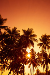 Fototapeta na wymiar Palm trees silhouettes on tropical beach at summer warm vivid sunset time