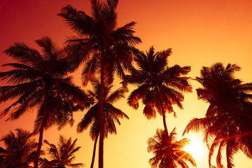 Obraz premium Palm trees silhouettes on tropical beach at summer warm vivid sunset time and sun circle with rays
