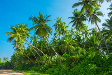 Fototapeta na wymiar Tropical coconut palm trees on empty remote island beach with clear blue sky
