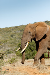 Elephant walking towards the bushes
