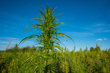 Marijuana plant at outdoor cannabis farm field