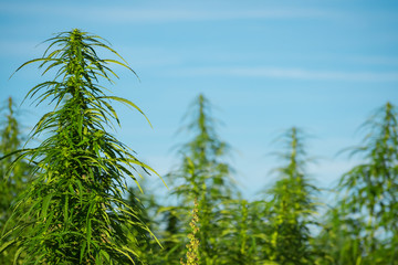 Marijuana plants at outdoor cannabis farm field
