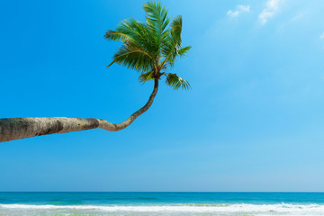 Naklejka premium Coconut palm tree over the water on tropical ocean beach at remote luxury resort