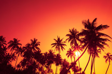 Palm trees silhouettes on tropical ocean beach at summer warm vivid sunset time with clear sky and sun circle with rays