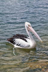 Fototapeta na wymiar Pelican on the water