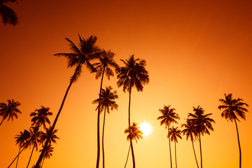 Obraz na płótnie Canvas Palm trees silhouettes on tropical island beach at summer warm sunset time with sun and vivid orange sky background