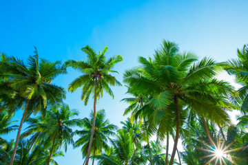 Fototapeta na wymiar Beautiful exotic tropical palm trees with coconuts at sunny summer day with clear blue sky and shiny sun