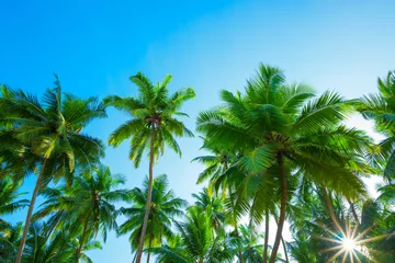 Papier Peint photo Palmier Beaux palmiers tropicaux exotiques avec des noix de coco au jour d& 39 été ensoleillé avec un ciel bleu clair et un soleil brillant