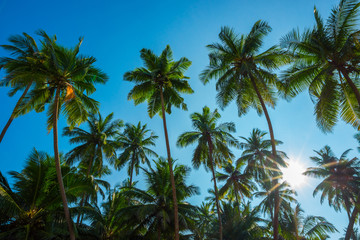 Fototapeta premium Beautiful exotic tropical palm trees with coconuts at sunny summer day with clear blue sky and shiny sun