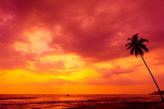 Palm tree silhouette on tropical beach at sunset