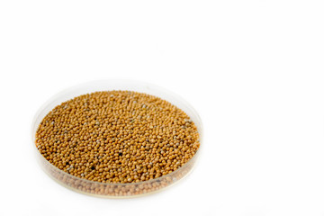 Herbs and seasonings. Dried whole mustard seeds in a transparent dish isolated on white background.